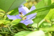 夢(mèng)到養(yǎng)烏龜，寓意與感悟，夢(mèng)到養(yǎng)烏龜，寓意與心靈感悟