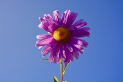 牡丹花園游戲注冊攻略，輕松入門，暢游花海！暢游牡丹花海，輕松注冊攻略，入門必備！