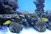 夢游深海之境——記一場巨大魚兒的夢境，夢游深海之境，巨大魚兒的夢境之旅
