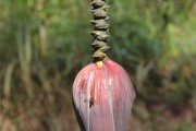 夢(mèng)到綠色的蛇，解讀夢(mèng)境中的神秘象征，綠色蛇的夢(mèng)境解讀，神秘象征的探索