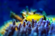 夢中的魚之海，一場與小魚的奇妙邂逅，夢中之海，與小魚的奇妙邂逅