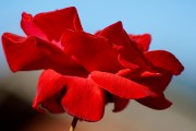 夢(mèng)中的花朵之舞，夢(mèng)舞花海，花朵之夢(mèng)的旋律