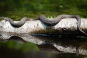 夢到魚死了，深邃的夢境與內(nèi)心的反思，夢境中的魚逝去，深邃的心靈反思