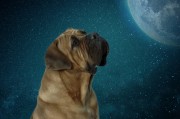 夢到動物，解讀夢境中的神秘信息，解讀夢境中的神秘信息，夢到動物的含義