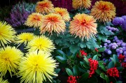 橙光游戲免費(fèi)獲得鮮花，一次意想不到的驚喜體驗(yàn)，橙光游戲中的鮮花交易，一次意想不到的游戲驚喜體驗(yàn)