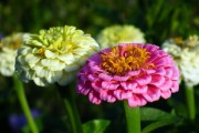 橙光游戲，免費(fèi)的鮮花與玩家的熱情盛宴，橙光游戲，免費(fèi)鮮花與熱情盛宴
