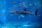 夢(mèng)中水世界，魚群涌動(dòng)的奇幻之旅，夢(mèng)中水世界，奇幻魚群涌動(dòng)的夢(mèng)境之旅