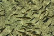 夢(mèng)中的水世界，魚群涌動(dòng)的奧秘，夢(mèng)中的水世界，魚群涌動(dòng)的奧秘之旅