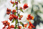 夢中的青蘋果，一段關(guān)于成長與希望的探索，夢中的青蘋果，成長之路上的希望探索