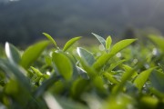 荷葉之夢(mèng)，一場(chǎng)夢(mèng)幻的旅程，荷葉之夢(mèng)，夢(mèng)幻旅程的啟程