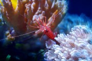 夢游水族世界，魚與蝦的神秘夢境，夢游水族世界的神秘夢境，魚與蝦的奇幻之旅