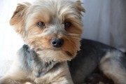 如何輕松注冊(cè)CKU，開啟你的犬類生涯，輕松開啟犬類生涯，CKU注冊(cè)指南