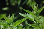 繽紛盆栽會員注冊攻略，輕松開啟綠色生活之旅，解鎖綠色生活，繽紛盆栽會員注冊全攻略