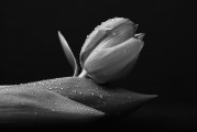 夢(mèng)中的白色老鼠，神秘之夢(mèng)的解讀