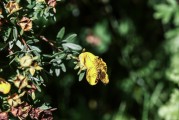 夢到花園，心靈的綠洲與生命的交響，夢中的花園，心靈的綠洲與生命的交響
