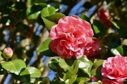 夢(mèng)中的桑葚——一段甜蜜的回憶，夢(mèng)中的桑葚，甜蜜回憶的果實(shí)
