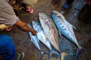 夢(mèng)中尋魚，一次奇妙的捕魚經(jīng)歷，夢(mèng)中尋魚，一次奇妙的捕魚之旅