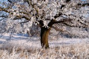 夢中的雪舞，一場飄灑的冬日之夢，夢中的雪舞，飄灑的冬日之夢
