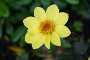 夢(mèng)中的綠色植物，生命的啟示與心靈的滋養(yǎng)，夢(mèng)中的綠色植物，生命的啟示與心靈的滋養(yǎng)