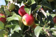 夢(mèng)中的西紅柿之旅，夢(mèng)游西紅柿之奇遇