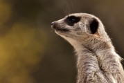 劍齒虎，一款無需付費的動物戰(zhàn)斗冒險游戲，劍齒虎，無限制免費動物戰(zhàn)斗冒險游戲