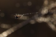 夢(mèng)到頭皮屑，一次關(guān)于自我認(rèn)知的探索