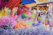 夢中的甜蜜之旅——買糖的夢境，夢中的甜蜜之旅，買糖的夢境