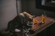 夢中奇遇，我生下了一只貓