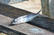 夢(mèng)到撈魚(yú)，寓意與解讀