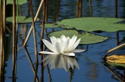 夢(mèng)中的魚(yú)舞，一場(chǎng)水中的跳躍之夢(mèng)，夢(mèng)中的魚(yú)舞，水中的跳躍之夢(mèng)