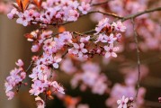 夢中的開花樹，生命的啟示與美好，夢中的開花樹，生命的啟示與美好