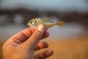 夢(mèng)到釣到魚，寓意與解讀，夢(mèng)到釣到魚的寓意與解讀