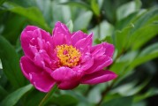 花啦花啦注冊(cè)難題解析，常見(jiàn)問(wèn)題及解決方案，花啦花啦注冊(cè)攻略，常見(jiàn)問(wèn)題解答與解決方案