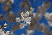 夢(mèng)到花開(kāi)，生命的綻放與希望的啟示，夢(mèng)到花開(kāi)，生命的綻放與希望的啟示