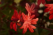 孕婦夢(mèng)到西紅柿的寓意與解讀，孕婦夢(mèng)到西紅柿的象征意義與解讀