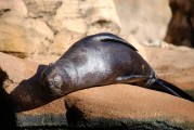大魚吃小魚免費版游戲帶你暢游捕魚海洋，大魚吃小魚，免費捕魚海洋體驗