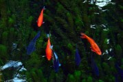夢(mèng)中的水與魚，心靈的寓言，夢(mèng)中的水與魚，心靈的寓言