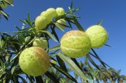 夢(mèng)到吃桃子，是否為胎夢(mèng)的解析