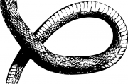 夢(mèng)中的蛇之謎，探索身上有蛇的夢(mèng)境，夢(mèng)中的蛇之謎，探索身上有蛇的夢(mèng)境