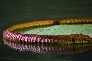 免費植物大戰(zhàn)僵尸游戲——讓你享受無盡的種植與保衛(wèi)的樂趣，全球最經典的免費植物防御策略游戲，植物大戰(zhàn)僵尸