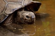 夢中釣魚奇遇，釣到神秘烏龜?shù)钠婊弥?，夢中釣魚奇遇，釣到神秘烏龜?shù)钠婊弥? title=