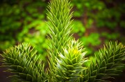 虛擬世界中的植物游戲免費體驗——探討其價值與影響，虛擬世界，植物游戲的娛樂價值及其對社會的影響