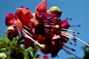 紅塵免費(fèi)游戲，讓夢(mèng)想在指尖綻放，實(shí)現(xiàn)夢(mèng)想，只需指尖輕輕一抹，紅塵的游戲?qū)呦蜉x煌