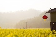 夢中的花?！业脑曰ㄖ?，夢中的花海，我的栽花之旅