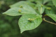 立秋節(jié)氣已過，國內(nèi)大豆需求能否提升？