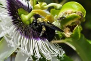 植物大僵尸——一款充滿創(chuàng)意的植物大戰(zhàn)僵尸免費(fèi)下載游戲，植物大僵尸，植物大戰(zhàn)僵尸 - 創(chuàng)意無限的策略塔防休閑游戲！