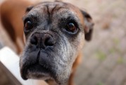 如何查詢注冊犬舍，CKU注冊犬舍查詢?nèi)ヂ?，CKU注冊犬舍查詢指南，全面攻略解析