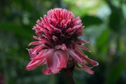 花海之夢(mèng)，夢(mèng)到好多花的美麗與寓意，花海之夢(mèng)，探尋花的美麗與寓意