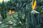 孕婦夢(mèng)到菠蘿蜜，寓意與解讀，孕婦夢(mèng)到菠蘿蜜的寓意與解讀