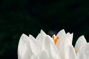 夢(mèng)到頭發(fā)白了，歲月痕跡下的心靈覺醒，夢(mèng)到頭發(fā)白皙，心靈在歲月痕跡下的覺醒